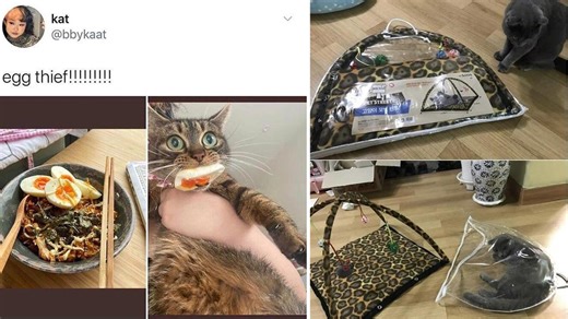 14 Animals Caught Being Absolute Jerks