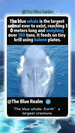 The blue whale: Earth’s largest creature.#animalfacts #wildlife #natureisamazing