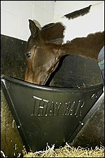 What's new: the Hay Bar - Horse & Hound