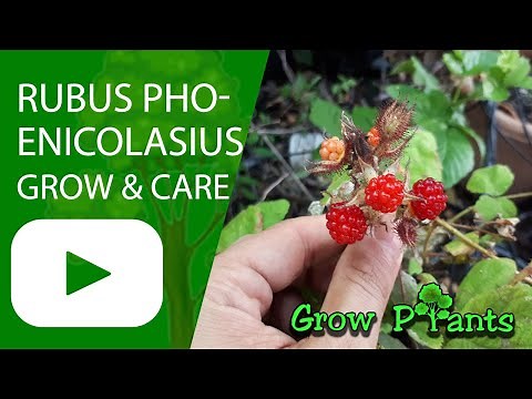 Rubus phoenicolasius - grow & care (Wineberry)
