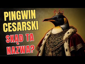 Pingwin Cesarski – Samiec Zastępuje Samice?!