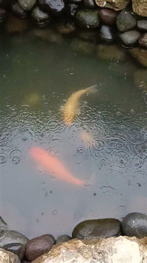Peaceful Pond Sounds #koipond #relaxingpond #waterasmr #koifish #natureasmr #pondsounds #calmwater