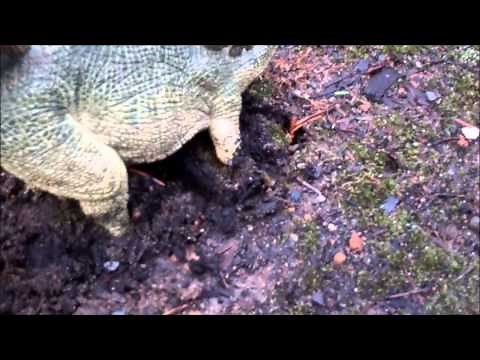 Dinosaur Island S1 EP10 "Gory Battles"