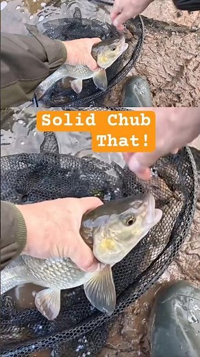 Solid Chub that! #theconstantangler #chubfishing #riverfishing