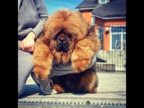 Tibetan mastiff. Puppy. Grooming