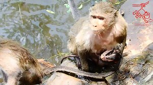 59K views · 1.1K reactions | Pls Don't Jumping To The Water Baby Goldie Need Mama Help, Baby Goldie Cry Seriously For Help | Irma Javi | Facebook