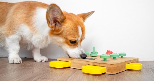 How to Keep Your Dog’s Mind Sharp: 16 Trainer-Approved Brain Games
