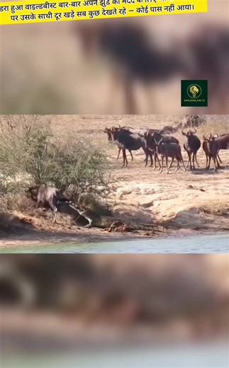 Hippos Save Wildebeest from Crocodile . . . 📝 A thirsty wildebeest came to drink water — unaware that a deadly crocodile was waiting beneath the surface. Within seconds, the crocodile grabbed its leg and dragged it into the water. Its herd watched from the shore without helping… until two unexpected heroes arrived. Watch how two hippos fearlessly attacked the crocodile and saved the wildebeest’s life. A heart-stopping wildlife rescue you won’t believe! . . . #shorts #animals #trending #facts #h