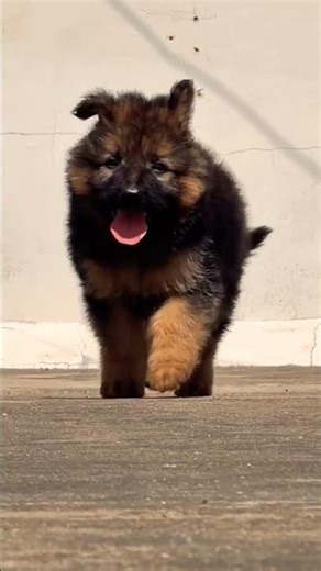 8810623046 Top Quality German Shepherd Puppy Heavy Bone Trained Vaccinated