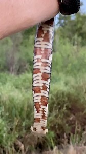 13K views · 342 reactions | I saved this banded water snake from being run over by a car. Snakes were starting to move so I kept the video brief with this guy.  | Justin Doll | Facebook