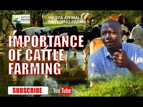 Importance of cattle farming