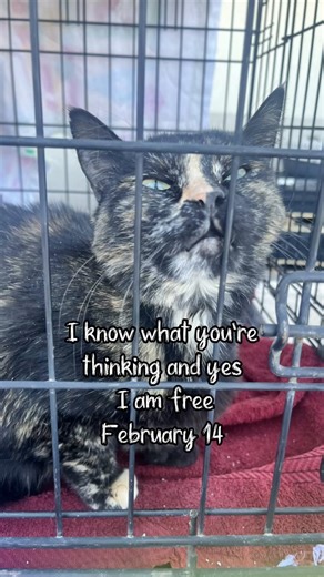 The Importance of Adoption with Deming Animal Guardians