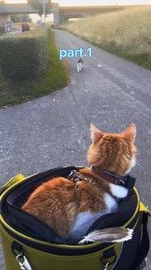 18K views · 501 reactions | Throwback to the funniest cat meeting ever 藍 | Ros Adventure Cat | Facebook