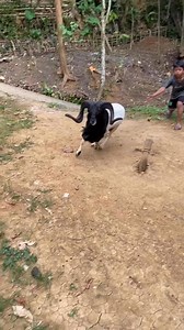 The Domba Garut  is an extraordinary breed from Indonesia ,...