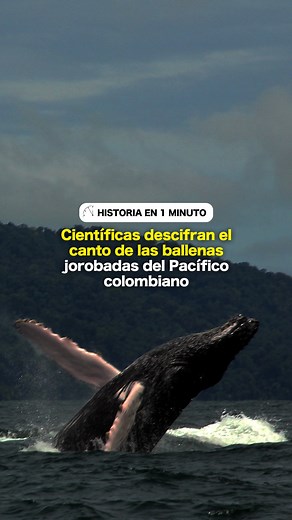 #VIDEO 🐳🇨🇴 ¿Cómo son los cantos de las ballenas? ¿Por qué cantan las ballenas? Durante el 2019, un grupo de científicas colombianas grabó más de 40 horas de sonidos de ballenas jorobadas que llegan a reproducirse al Pacífico Colombiano: Bahía Solano en el norte, Bahía Málaga en el medio y Tumaco en el sur. El objetivo era identificar cómo es el canto de esa población y si existen diferencias en la manera de cantar de cada individuo. Lo que encontraron es sorprendente. Los hallazgos aquí. http