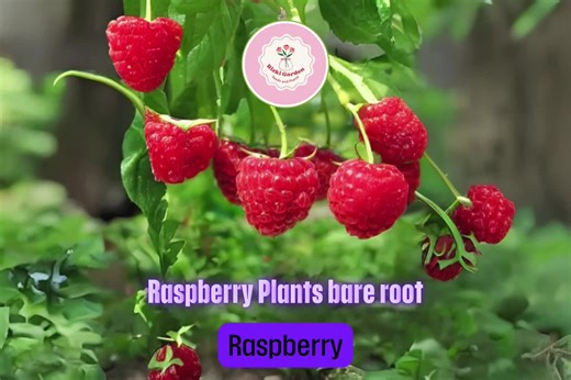 Heritage Raspberry Plants | 5 Live Bare Root Canes | Productive Perennial Fruit Bushes With Large Sweet Red Berries - Etsy