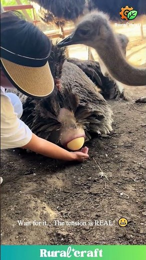 Ostrich Gives Birth to HUGE Egg On Camera! 🤯 You HAVE To See This! #ostrich #egg #birth #viral