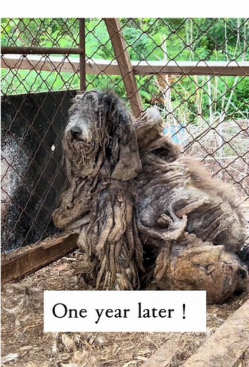 A Journey of Healing: Rescuing a Stray Giant Poodle