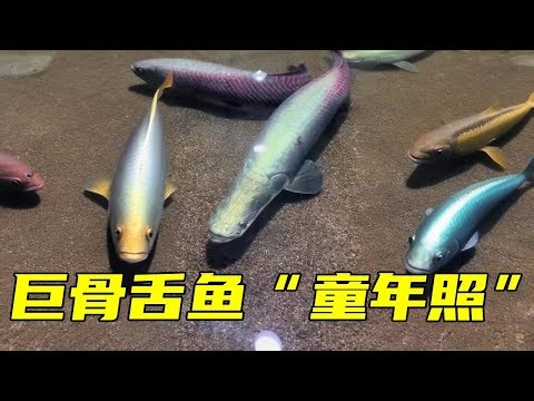 Many fans and babies must have seen the giant snake-headed fish. Today we are going to show you som