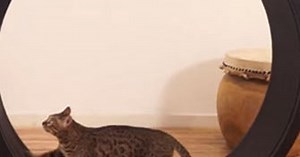 One Fast Cat Hamster Wheel - Overweight Felines