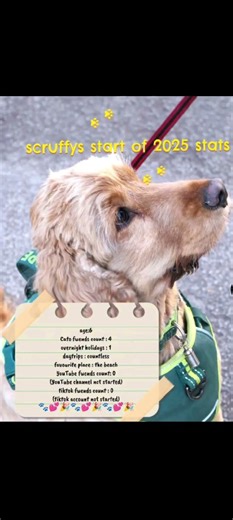 scruffys start/end of 2025 stats 🐾💕🎉🐾💕🎉