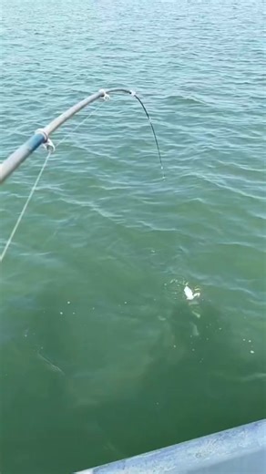 Mancing manaia mantap #fishing #mancing #viral #trending #fyp #reelsfb #mancingindonesia #mancingmania #mancingsungai #mancingrawa #strike #ikan #hobimancing #fishinglife #nature #outdoors | FISHING.id