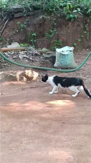 #pleasesubscribe my channel #catlife #catshorts #catvideos #cat #mylife