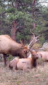 From one weird looking bull to another! #photography #wildlife #nature #fyp #foryoupageシ #wildanimals #elk #bull | Good Bull Outdoors