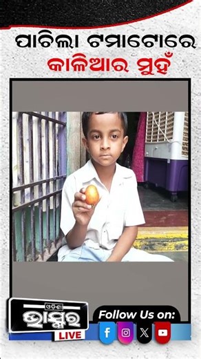 ପାଚିଲା ଟମାଟୋରେ କାଳିଆର ମୁହଁ #ytshorts #shortsvideo #Gajapati #tamato #miracle #odishabhaskar
