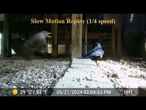 Snake and Crow Attack and Kill Baby Robins -- Graphic Footage!!