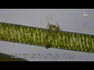 해캄 spirogyra