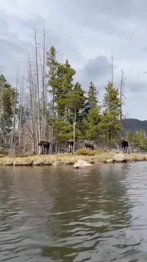 Happy Moose Monday from Grand Lake, Colorado! 🫎 Springtime offers a special opportunity to witness moose in their natural habitat as they embrace the warmer weather. One of the most fascinating sights is watching these majestic creatures swimming in the lake. Did you know moose are excellent swimmers capable of paddling several miles at a time?! Besides swimming, you can observe other unique behaviors as moose transition from winter to spring. The combination of abundant food & social needs mea