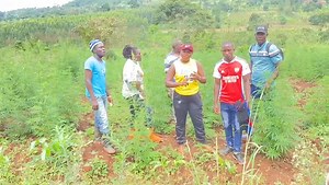 6.8K views · 258 reactions | Gongs ba dia we still have more plots in the same place 50/100 at 3.5m located in kawami masaka road gwe ayagala okulunda oba okulima duuka misinde .5k on boda to place from main road | Amanda Magezi investments limited | Facebook