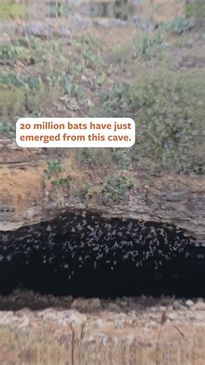 What's a “bat-nado?” It’s what we call 20 million bats simultaneously leaving this cave to hunt for food! This happens nightly at Bracken Cave outside of San Antonio, Texas. Check it out this weekend on Mutual of Omaha’s Wild Kingdom Protecting the Wild. | Mutual of Omaha's Wild Kingdom