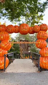 36 reactions |  Hey, Branson! PumpkinFest opens THIS WEEKEND!  Fall fun is finally here! Kick off the season with us this Saturday & Sunday! ️ 李 Tons of pumpkins, treats, photo ops, & more! Experience Branson's favorite Fall tradition at Shepherd of the Hills!  | The Shepherd of the Hills | Facebook