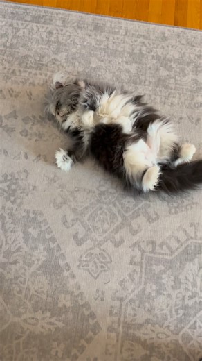 Atchoumthecat on Instagram: "There are two types of carpets in a proper house: the decorative one… and then me, the living carpet who flops dramatically wherever I please. Honestly, you’re lucky to have such premium, limited-edition floor décor. ********* Il existe deux sortes de carpettes dans une vraie maison : celle qui sert à décorer… et puis moi, la carpette vivante qui s’échoue dramatiquement partout où ça me chante. Franchement, vous êtes chanceux d’avoir un décor de sol aussi exclusif."