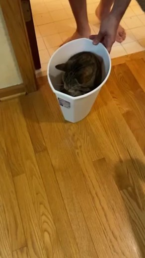 Cat Voice Over Compilation