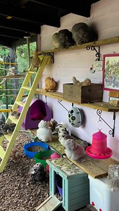 Little levels = big happiness Chickens don’t just live on the ground — they love to explore the world just like they do in the wild! Providing them with perches, branches and platforms gives them safe places to roost, preen and stretch their wings. For younger hens or those lower in the pecking order, extra levels provide quiet safe areas where they can eat, rest and relax without being disturbed by more dominant birds. A varied environment keeps your flock healthier, calmer and more content. Go