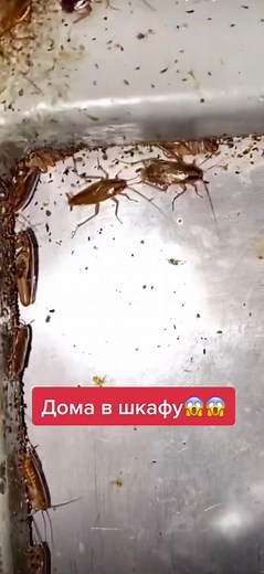 Understanding Household Cockroaches: Behavior and Impact