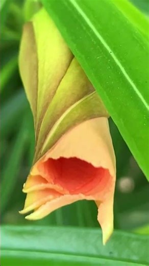 Plants botanical names and common name | yellow orange oleander #ytshort #travel