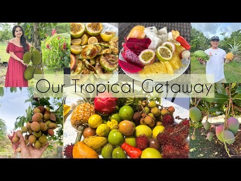 Our Tropical Getaway | Hawaii Island | Tropical Fruits