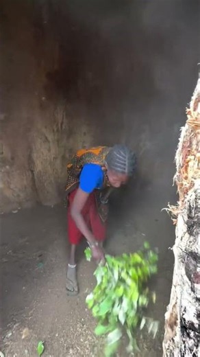Hadzabe tribe bushmen live inside big baobab trees and they call it a home in the nature