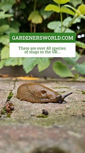 19K views · 59 reactions | Are slugs welcome in your garden? There...