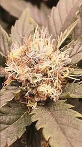 Bud by Bud – Hanni’s White Widow Flowers in Full Focus 🎯🌸