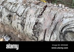 Cut tree trunk texture, closeup