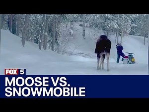 Moose attacks snowmobile
