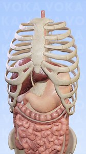 110K views · 1.6K reactions | Cirrhosis of the liver - 3D...