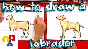 How To Draw A Labrador Retriever