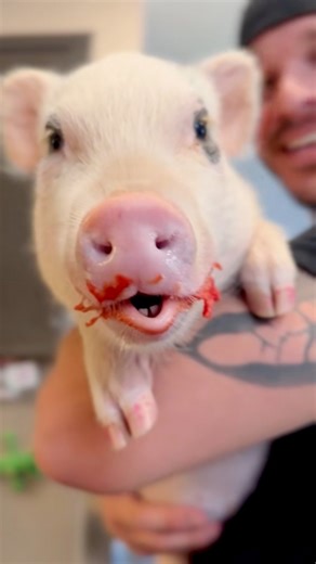 Back when Daisy lil’ lippers first discovered they had a special talent 🐽 Marcus Tinsley Jacey Lynn Tinsley #pigs #babyanimals #piglet #veganlife #PetsofFacebook | The Tinsley Herd