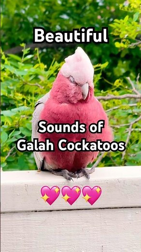 Most Beautiful Birds of Australia | Amazing Creatures | Relaxing Nature Sounds | Australian Wildlife